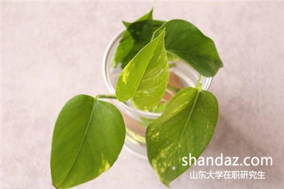 专科毕业应如何报考山东大学在职研究生? 专科毕业应如何报考山东大学在职研究生?